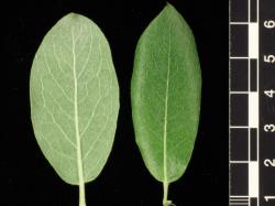 Salix basaltica. Lower and upper leaf surfaces.
 Image: D. Glenny © Landcare Research 2020 CC BY 4.0
